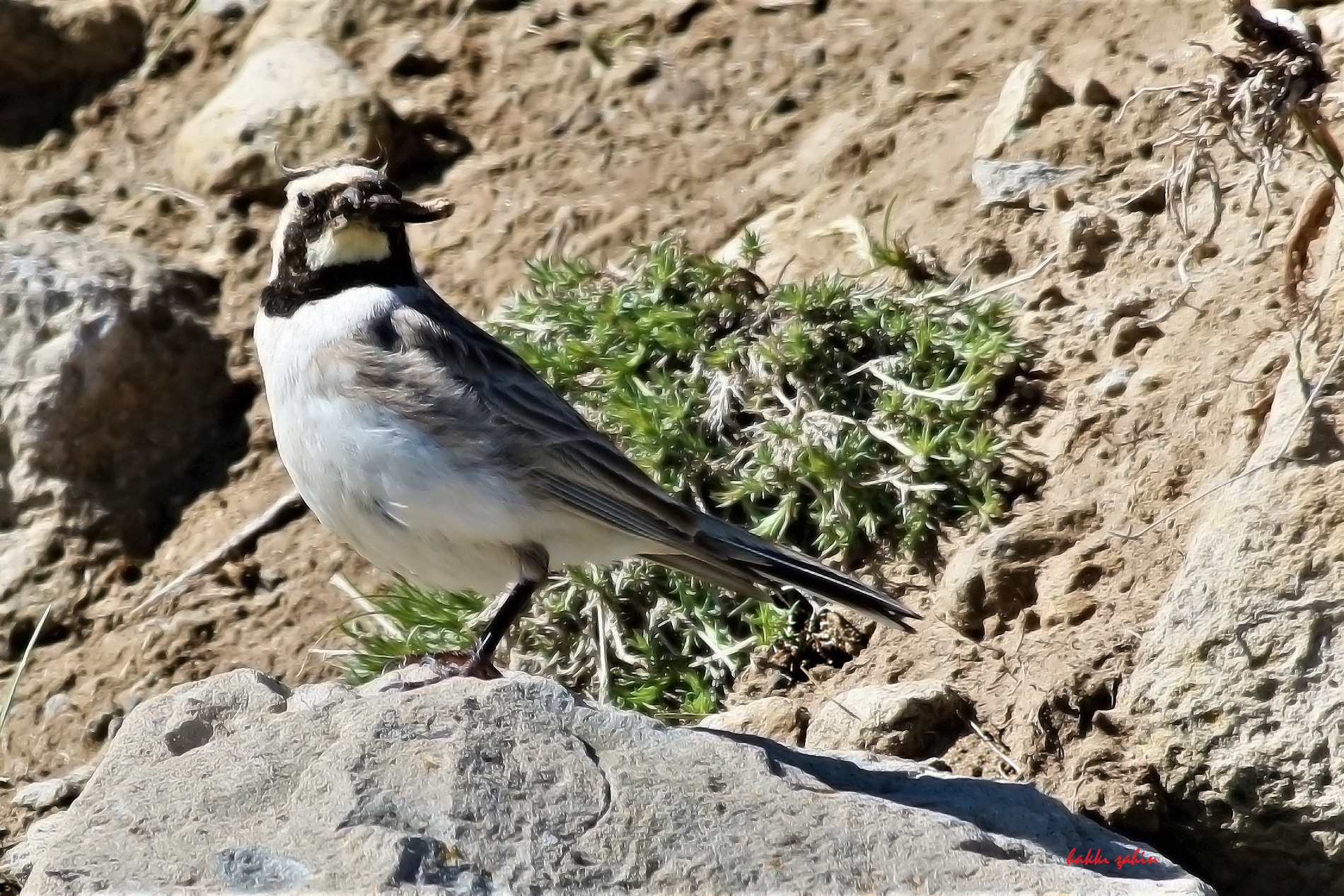 Horned Lark